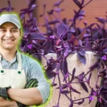 Mitä tarkoittaa pitää Tradescantia-kasvi puutarhassa, puutarhanhoidon asiantuntijoiden mukaan