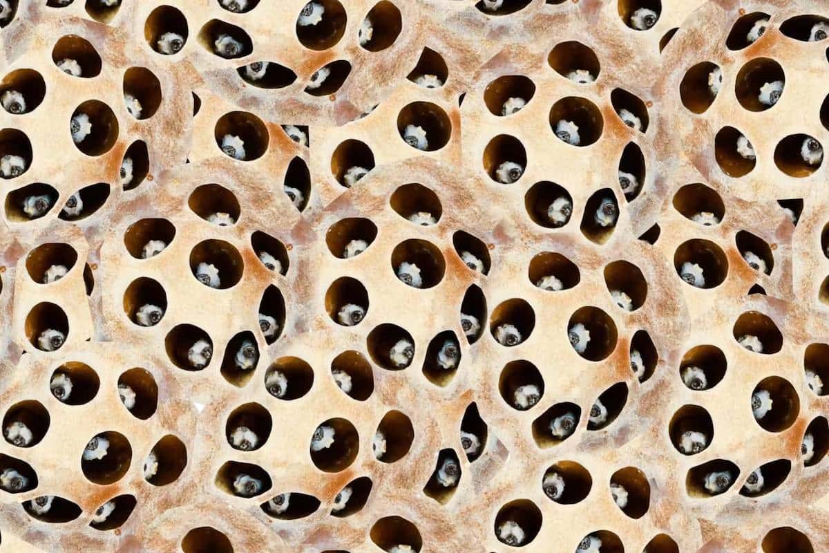 Trypofobia: Kuinka hallita reikien pelkoa arjessa