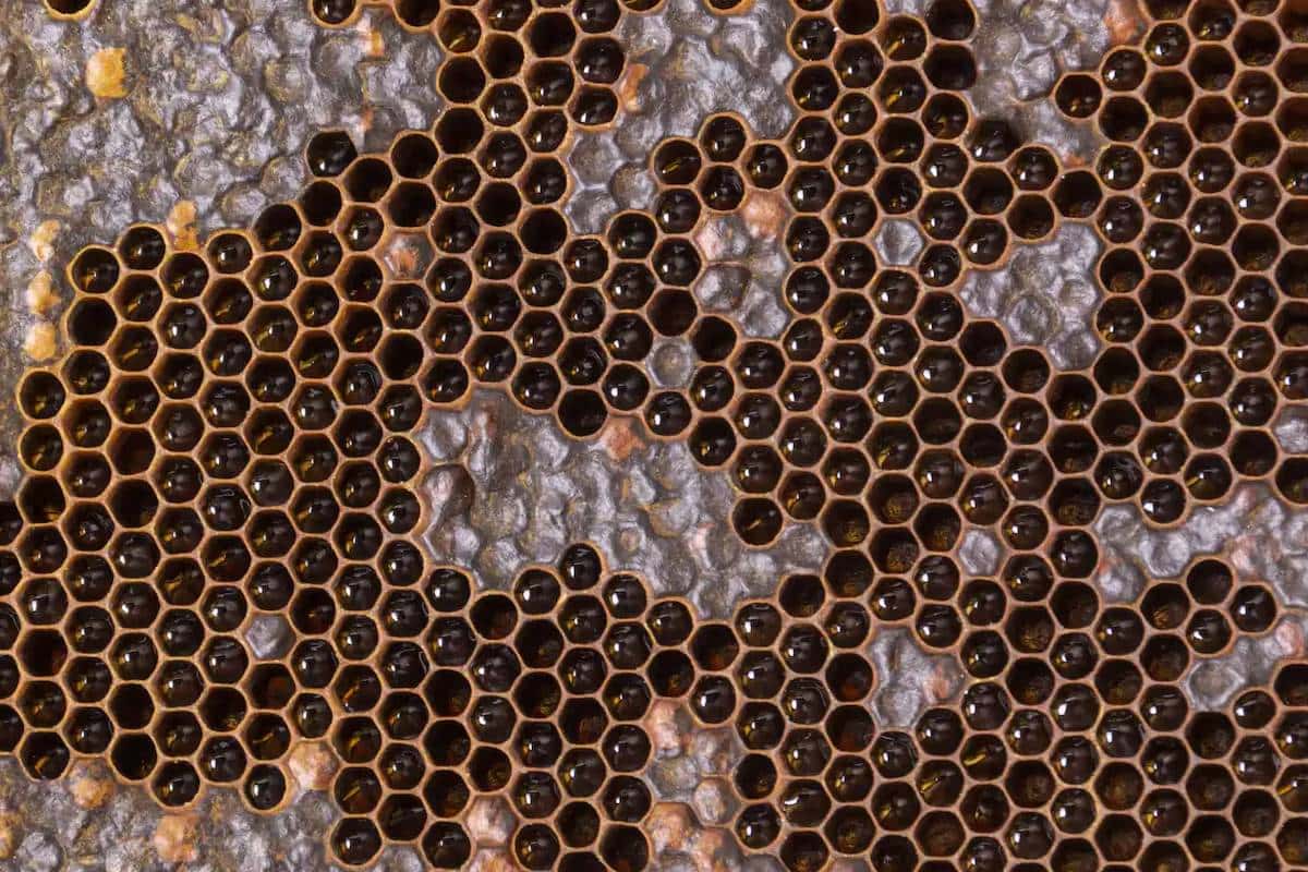 Trypofobia: Kuinka hallita reikien pelkoa arjessa