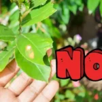 Poista tuholaiset kasveistasi lopullisesti kahdella keittiön ainesosalla kesällä 2025