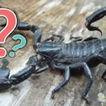 Mitä tarkoittaa unelmoida, että skorpioni pistää sinua?