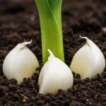 Miksi kolme valkosipulinkynttä suositellaan istuttamaan kasvien multaan?