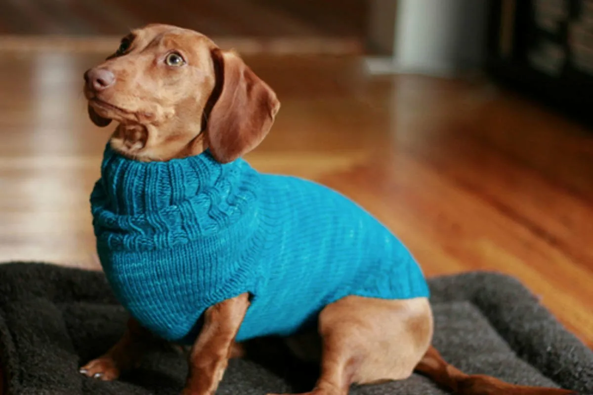 Muuta vanha huppari upeaksi vaatteeksi koirallesi