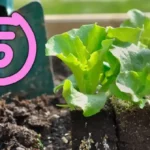 5 vihannesta, jotka sinun tulisi kylvää heinäkuussa tuoreiden kasvisten saamiseksi ympäri vuoden