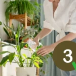 Ei tuuletinta eikä ilmastointia: 3 kasvia, jotka imevät lämpöä ja viilentävät kotiasi kesällä