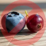 Pienin hedelmä maailmassa: Wolffia – Luonnon mikroihme