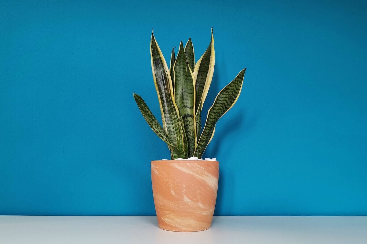 Anopinkieli ruukku: Näin valitset oikean ruukun vahvaan ja nopeaan kasvuun