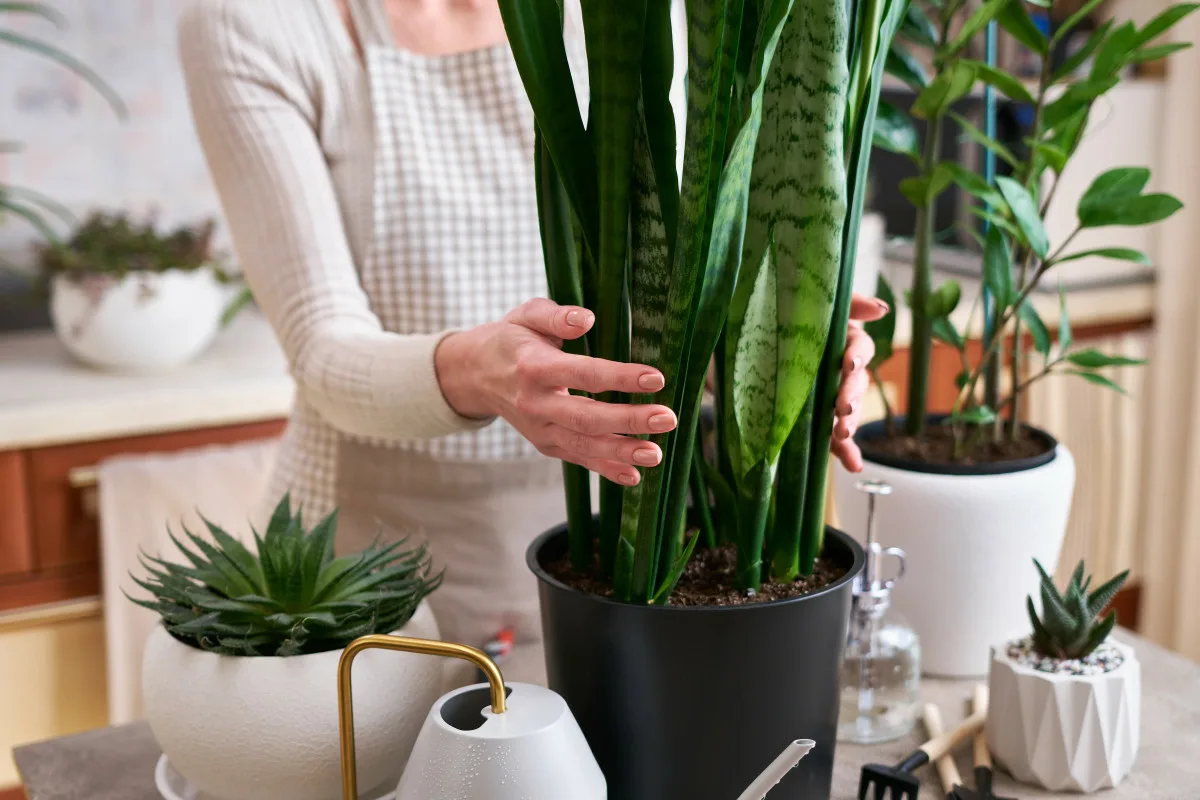 Anopinkieli ruukku: Näin valitset oikean ruukun vahvaan ja nopeaan kasvuun