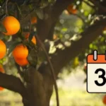 Appelsiinin siementen itäminen – kasvata oma puu 30 päivässä!