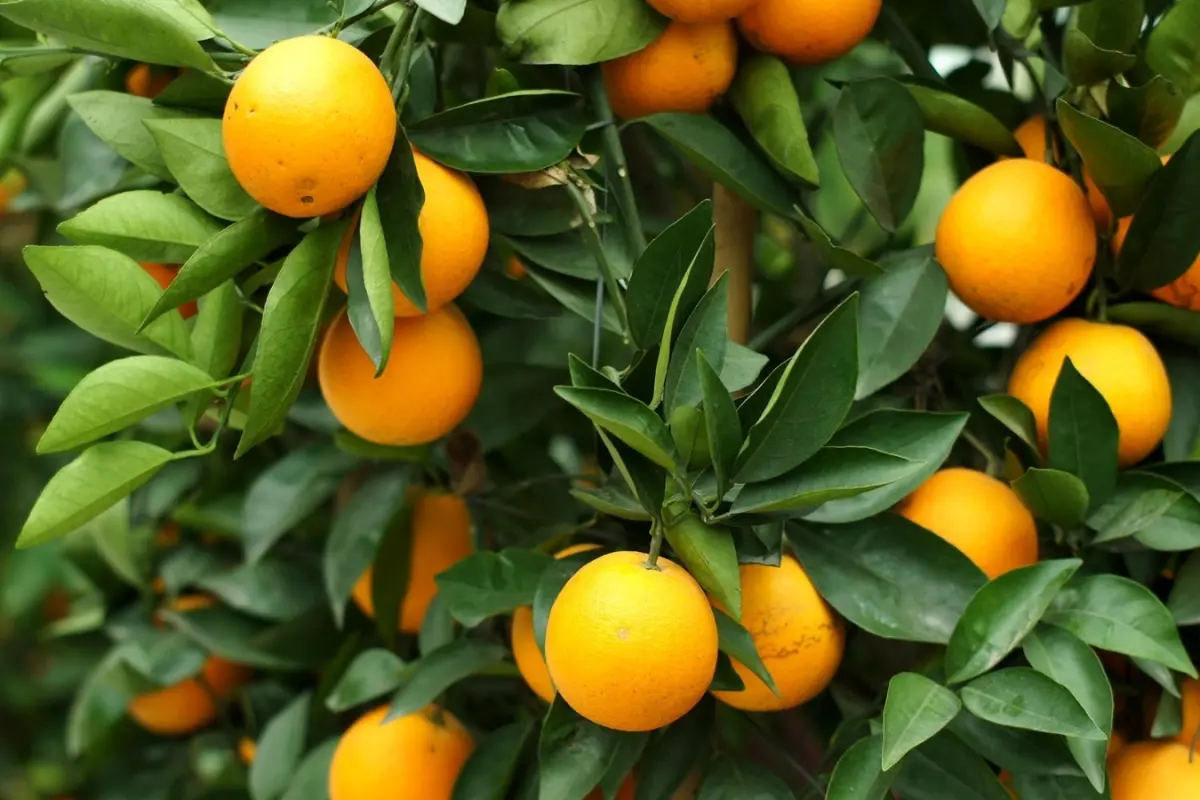 Appelsiinin siementen itäminen – kasvata oma puu 30 päivässä!