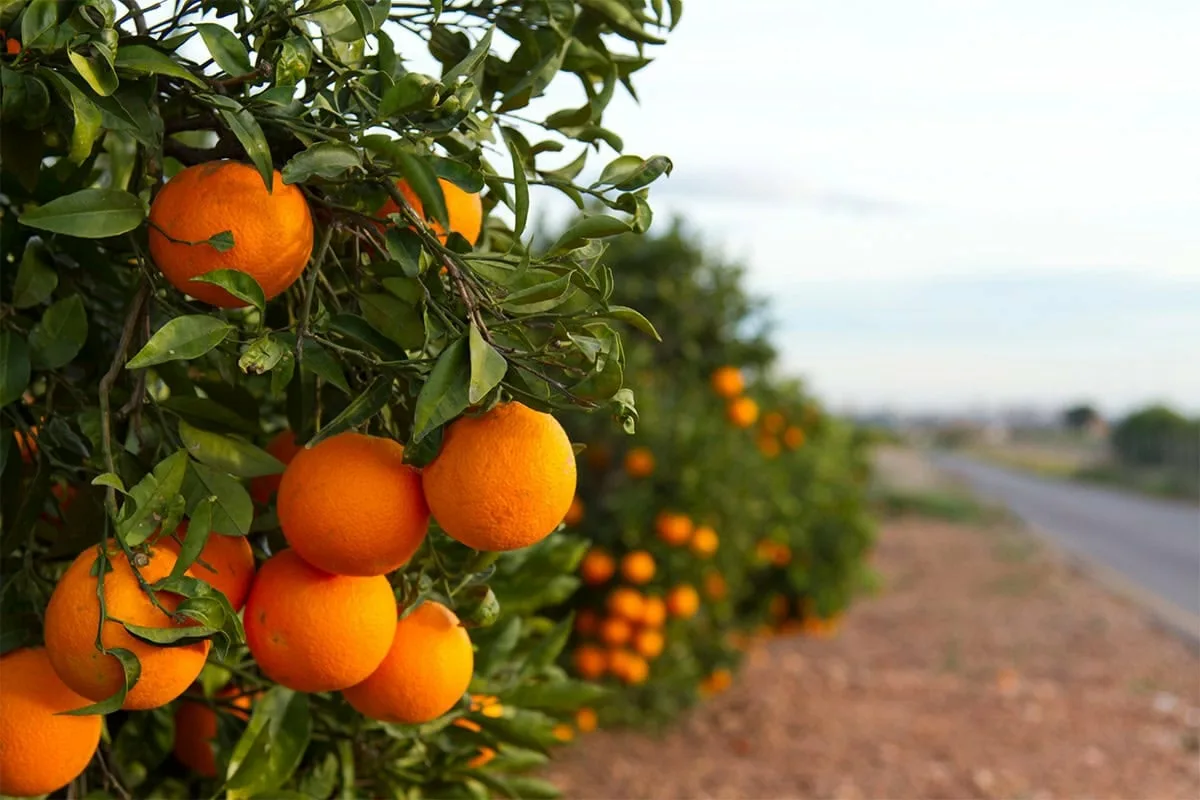 Appelsiinipuun kasvatus: Näin saat tuoreita ja herkullisia hedelmiä kotiin