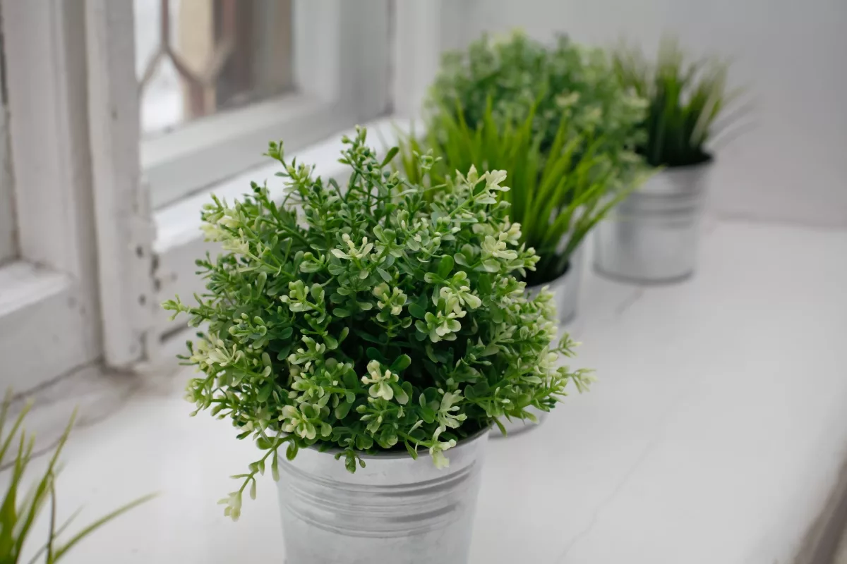 Yrtit, joita monet isoäidit pitivät puutarhassaan ja jotka kätkevät upeita terveyshyötyjä: näin kasvatat niitä