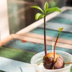 Uudelleenkäytä avokadon siemeniä ja kasvata puu kotona hedelmien hyödyntämiseksi