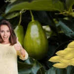 Kuinka kasvattaa avokado siemenestä ja saada kasvi salaattien rikastamiseen