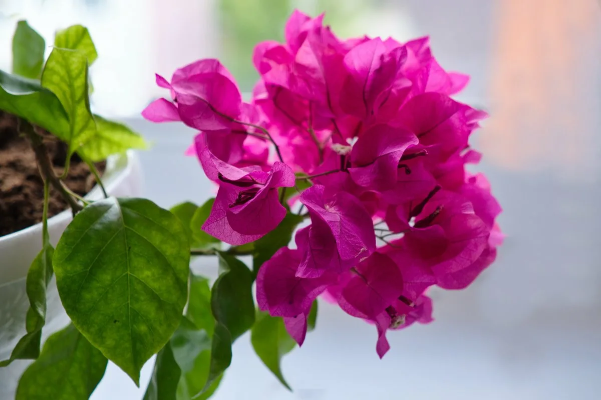 Bougainvillean hoito: Yksinkertainen kikka täyttää terassisi värikkäillä kukilla kesällä