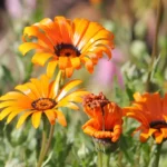 Dimorfoteca: Kasvi, joka tuo keväisen väriloiston puutarhaasi