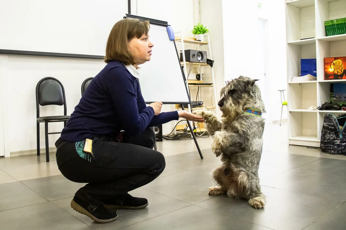 Eläinpsykologi: Kuinka ymmärtää lemmikkiäsi