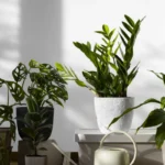 Kasvit, jotka "varastavat" energiaa: parempi olla pitämättä kotona