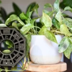 Mikä kasvi parantaa kodin positiivista energiankulkua Feng Shuin mukaan?