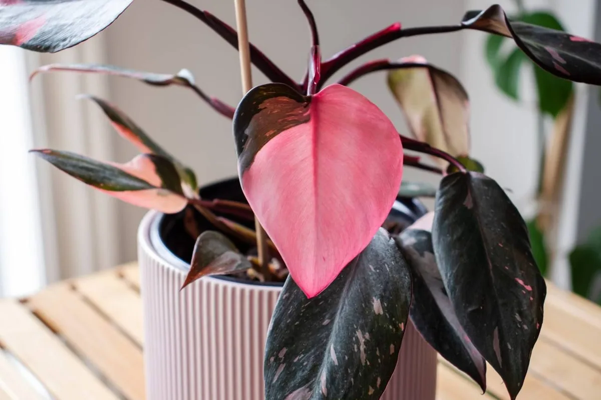 Mikä kasvi parantaa kodin positiivista energiankulkua Feng Shuin mukaan?