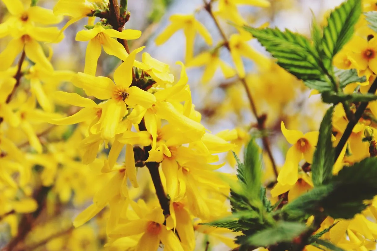 Forsythia elokuussa: yksinkertainen ja luotettava tapa kasvattaa upeita pensaita