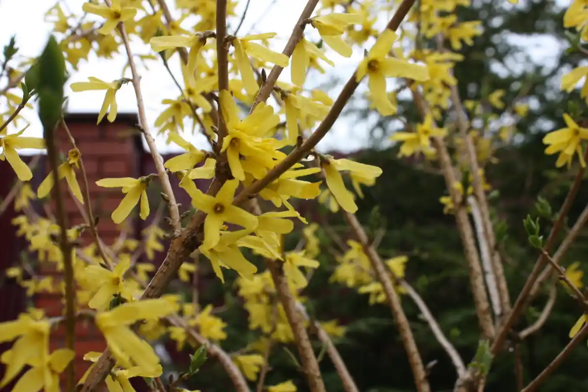 Forsythia elokuussa: yksinkertainen ja luotettava tapa kasvattaa upeita pensaita