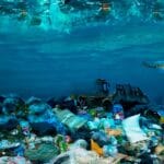 Kuinka suojella harvinaisia lajeja: Ekologien vinkit