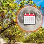 Milloin hedelmäpuita tulisi lannoittaa elokuussa 2025 runsaan sadon varmistamiseksi kuunkierron mukaan