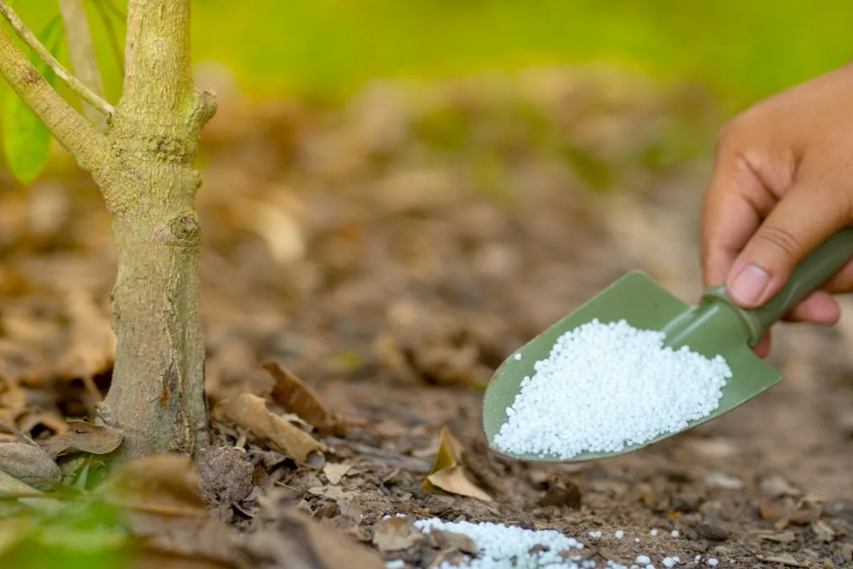 Milloin hedelmäpuita tulisi lannoittaa elokuussa 2025 runsaan sadon varmistamiseksi kuunkierron mukaan