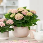 Näin hoidat hortensiaa ruukussa: Saat runsaasti värikkäitä kukkia