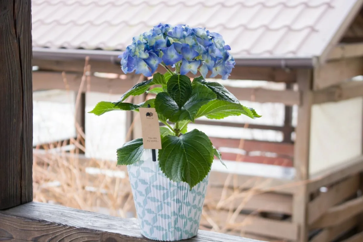 Näin hoidat hortensiaa ruukussa: Saat runsaasti värikkäitä kukkia