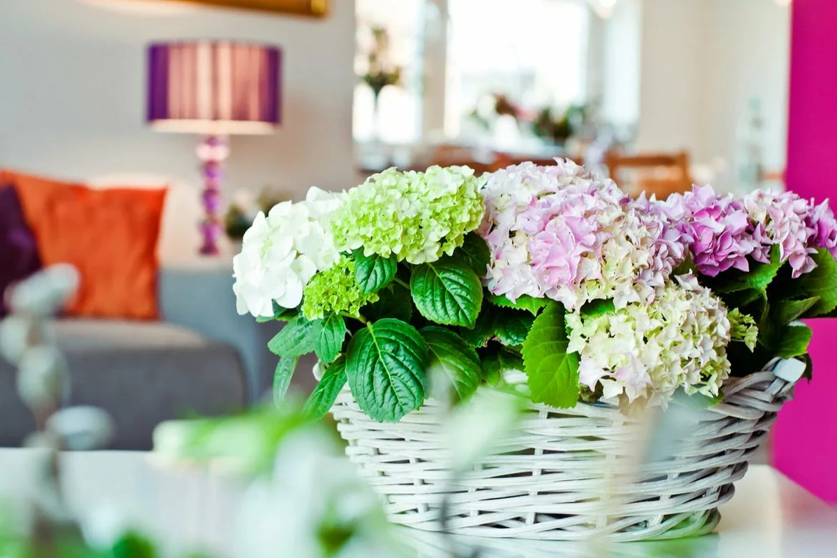 Näin hoidat hortensiaa ruukussa: Saat runsaasti värikkäitä kukkia