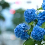 Hortensioiden hoito: Keittiön ainesosa, joka tekee hortensioistasi upean sinisiä