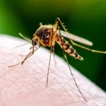 Näin teet tehokkaan hyttysansan sokerista ja hiivasta: Pääset eroon hyttysistä ilman myrkkyjä elokuussa 2025