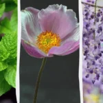 Invasiiviset kasvit puutarhassa: Kahdeksan kasvia, joita kannattaa välttää