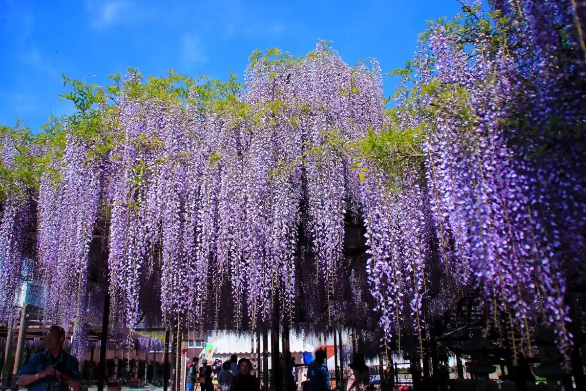 Invasiiviset kasvit puutarhassa: Kahdeksan kasvia, joita kannattaa välttää
