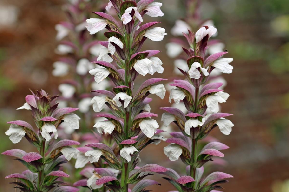 Invasiiviset kasvit puutarhassa: Kahdeksan kasvia, joita kannattaa välttää