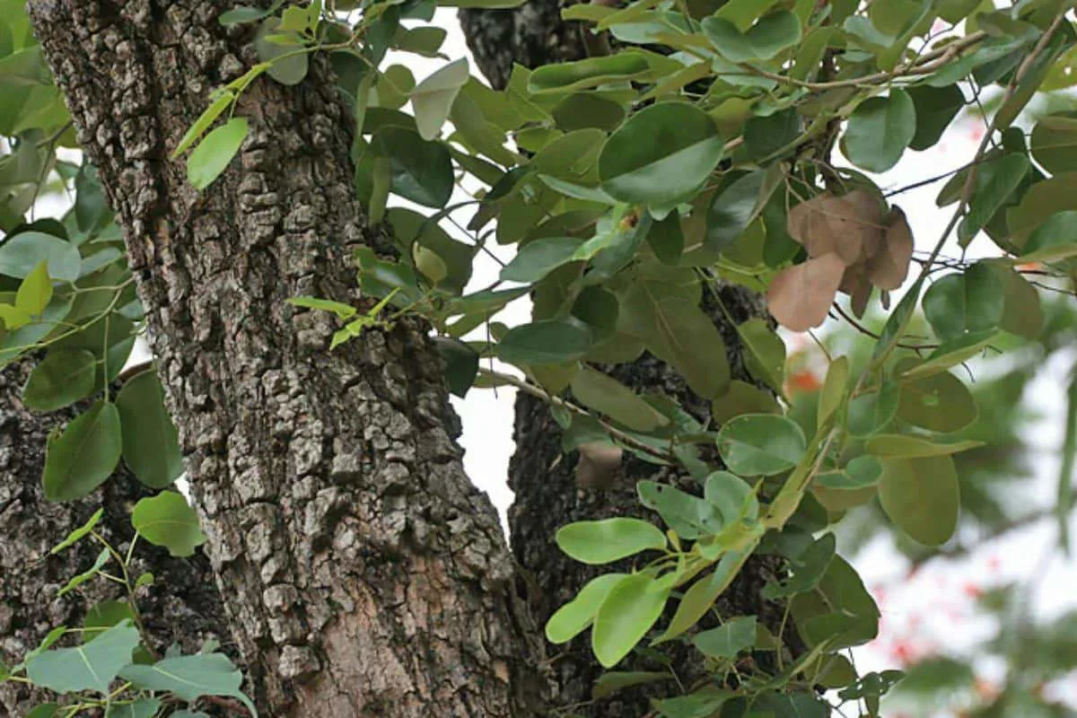 Kuinka pitää huolta jadekasvista: Puutarhureiden vinkit