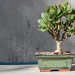 Näin saat jadekasvin kukkimaan nopeasti: Yllättävä ainesosa, joka tekee ihmeitä