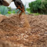 Miksi kanelia kannattaa ripotella maahan: Puutarhurit ovat innoissaan tuloksista