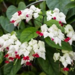 Nopeasti kasvava kasvi, joka lumoaa upeilla kukillaan – kaksi luonnollista ainesosaa riittää!