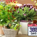 Kasvien hoito kahvinporoilla: Näin pidät kasvit vihreinä ympäri vuoden