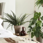 Kasvien hoito: Yksi aspiriini riittää pitämään kasvit terveinä