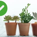 Kasvien mätänemisen estäminen – yksinkertainen kikka puutarhaan!