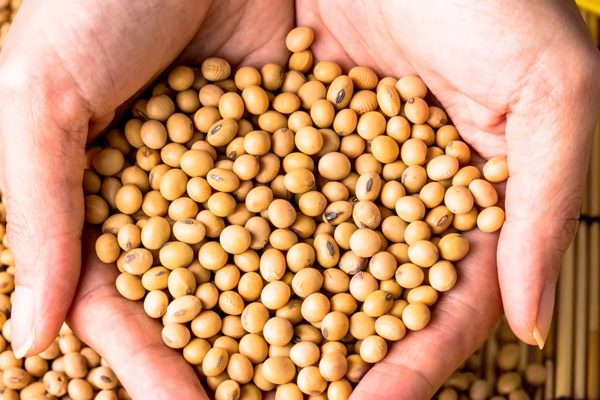 Kasvipohjainen proteiini: 8 tapaa korvata kananmunat ruokavaliossa