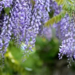 Köynnös, joka lumoaa tuoksullaan ja upeilla kukinnoillaan: Puutarhojen suosikki