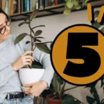 Kauneimmat huonekasvit kotiin: 5 helppohoitoista kasvia, jotka eivät vaadi juuri mitään huolenpitoa