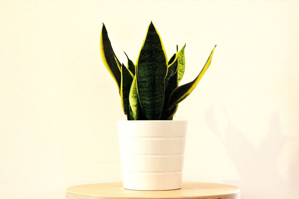 Kauneimmat huonekasvit kotiin: 5 helppohoitoista kasvia, jotka eivät vaadi juuri mitään huolenpitoa