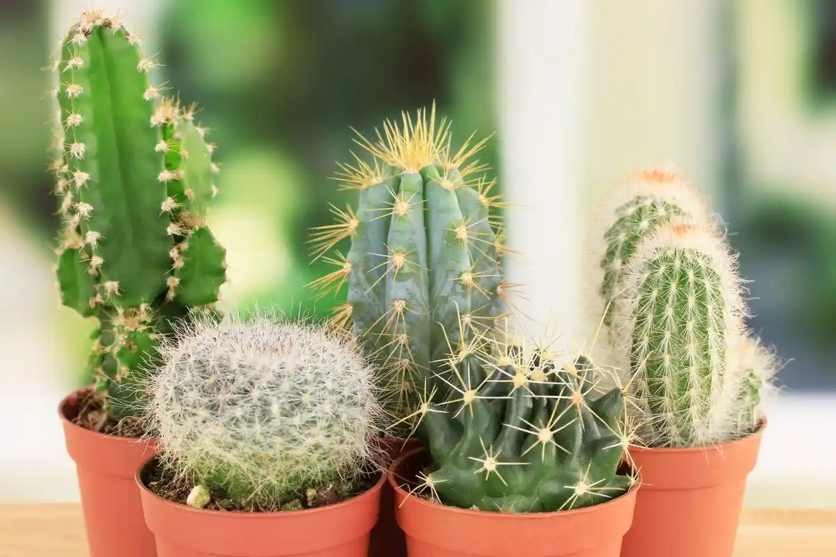 Kauneimmat huonekasvit kotiin: 5 helppohoitoista kasvia, jotka eivät vaadi juuri mitään huolenpitoa