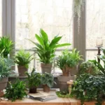 5 lähes kuolematonta kasvia: Haluat näitä kestäviä kaunottaria kotiisi